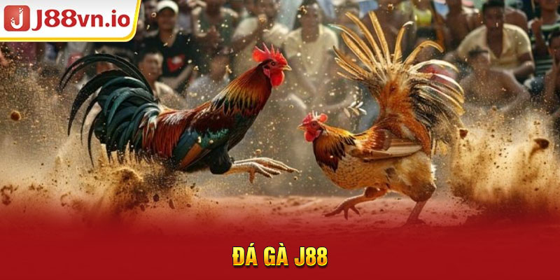 đá gà j88