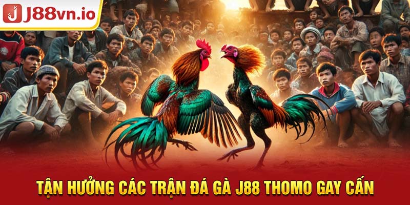 Tận hưởng các trận đá gà j88 Thomo gay cấn