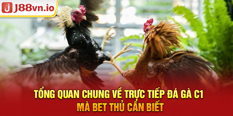 Tổng quan chung về trực tiếp đá gà C1 mà bet thủ cần biết