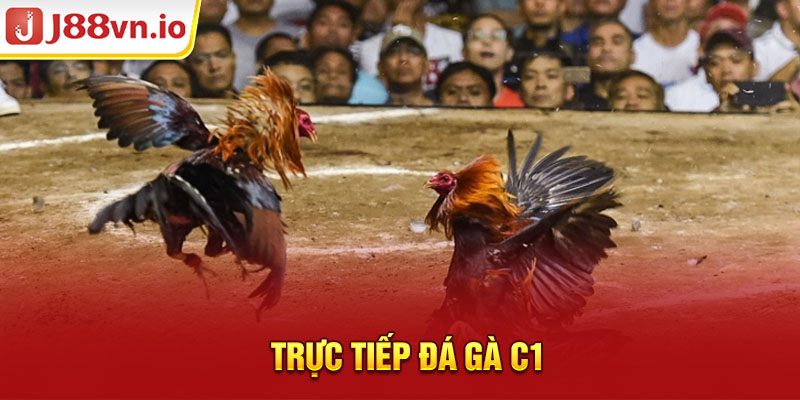 Trực tiếp đá gà C1 - Chi Tiết Giải Đấu Đỉnh Ở Sân Chơi J88